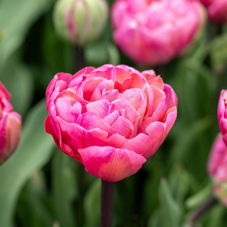 Tulpan 'Amazing Grace'